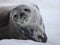 Weddell seal of Antarctica