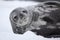 Weddell seal of Antarctica