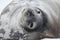 Weddell seal, Antarctica