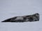 Weddell seal in Antarctica