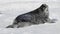 Weddell seal baby