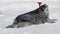 Weddell seal baby at Christmas