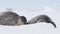 Weddell Seal with baby laying on the ice