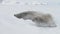 Weddell seal baby play muzzle close-up view