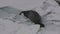 Weddell seal that crawls on the ice to a polynya under the ice and dives into it