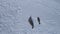 Weddell seal family rest aerial top down view