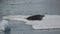 Weddell seal laying on the ice