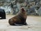 Weddell seal lying on the ground with its mouth open in a wide yawn