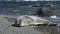 Weddell seal pup on the beach