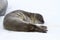 Weddell seal pup who is resting on ice in Antarctica