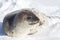 Weddell seal pup who is turning his head in snow