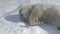 Weddell seal puppy enjoy polar sunlight closeup