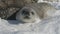 Weddell seal puppy rest adult mother front view