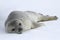 Weddell seal pups which lies on the ice