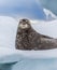 Weddell seal rests on ice pack in Antarctica