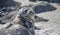 Weddell Seal rests on the snow in the Antarctic continent. Half Moon island, Antarctica