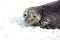Weddell Seal in the snow on the shore on Horseshoe Island, Antarctica