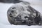 Weddell seal in snowy weather, Antarctica