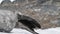 Weddell seal Tale