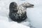Weddell seal which lies among the ice floes winter