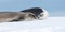 Weddell Seals in love in Antarctica.
