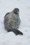 Weddell seals resting on the ice.