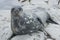 Weddell seals on the rocks of the islands.