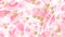 Wedding background, waving white veil on pink background, golden heart appearing and disappearing