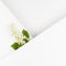 Wedding background with white bird cherry flower, green leaf, white paper blank space, corner, lines for text mockup on white .
