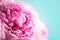 Wedding, birthday, anniversary bouquet. Pink peony flower on blue background. Copy space. Trendy pastel floral composition. Woman