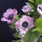 Wedding bouquet of anemones with Ruscus in a jug on a black background