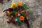 Wedding bouquet in a bright autumn style. On the background of stone rocks. Marigold flowers