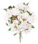 Wedding bouquet collage of wild white roses watercolor illustration