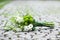 wedding bouquet lying on pavement, white and green flower in bouquet, banner copy space