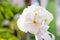 Wedding bouquet made from white orchid.