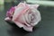 Wedding boutonniere Pink Purple Rose