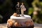 Wedding cake topper with two grooms, figurines of a gay couple. Gay marriage concept. Same-sex gay marriage, wedding sweets and