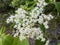 The Wedding cake tree Cornus controversa, syn. Swida controversa, Variegated table dogwood, Pagoden-Hartriegel