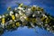 Wedding celebration of yellow, white and green flowers against azure summer sky