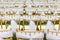 Wedding chairs