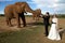 Wedding Couple and African elephant shoot