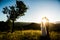 Wedding couple on a green field