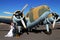 Wedding couple with vintage airplane