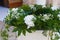 Wedding day. Basilica Cathedral of Conversano. Puglia. Italy.