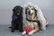 Wedding dog photography, the bride is a yellow mongrel big dog and the groom is a small schnauzer. Dogs are like people, a comic