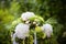 Wedding floral decoration with apple