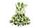 Wedding floral decoration with tropical green leaf plants and exotic flowers dancing lady ginger, white orchids and Curcuma,