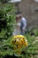Wedding flowers set on evergreen tree with blurred bride and groom