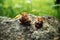 Wedding gold rings over snails on grey rock