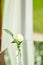 Wedding little floral detailed in water glasses, decoration made with flower